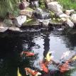 Rancho Santa Fe Ponds in Fairbanks Rancho San Diego CA.