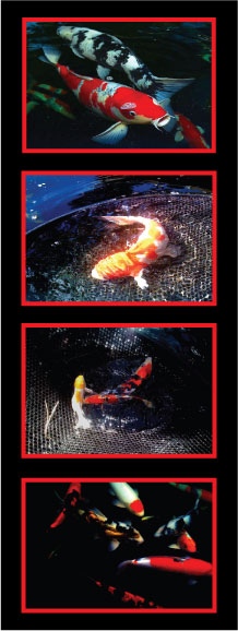 Koi Fish, Rancho Santa Fe Pond Service