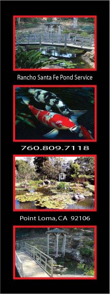 focused on helping people enjoy their ponds and water features.