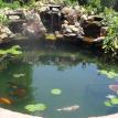 Rancho Santa Fe Pond Service/rancho santa fe