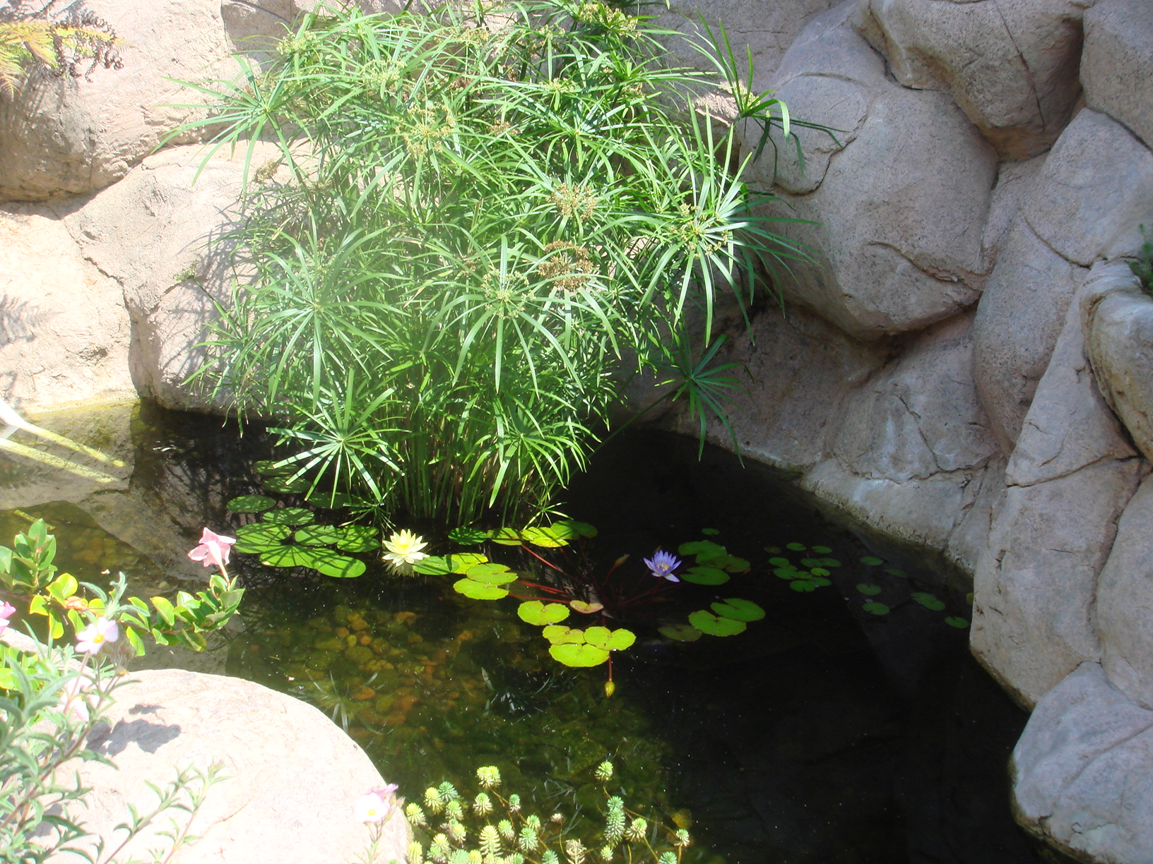 Rancho Santa Fe Pond Service