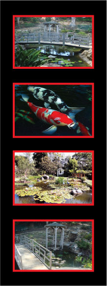 rsf ponds koi pond service