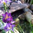 Rancho Santa Fe Pond Service/La Costa
